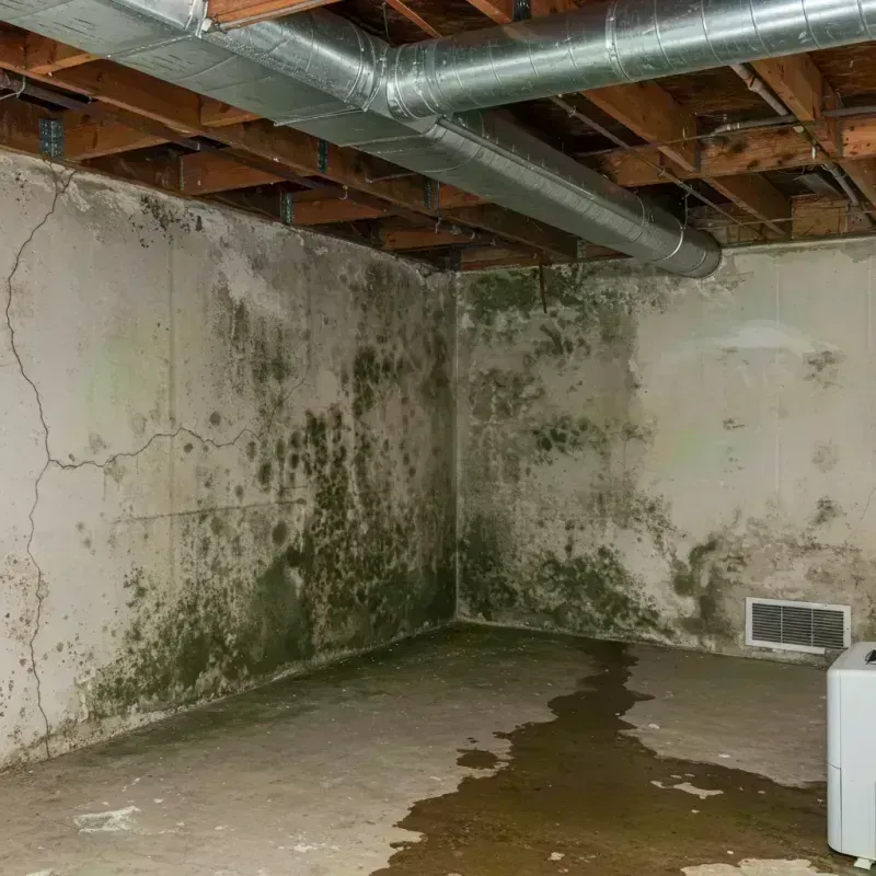 Professional Mold Removal in Bloomfield, MO